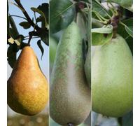 Plant Theory Pear Doyenne Comice & Conference & Concorde Family Pear Fruit Tree 2L Pot 1.5M
