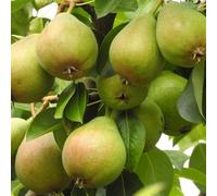 Plant Theory Pear Onward Fruiting Outdoor Fruit Tree 12L Pot Qa Rootstock 1.5M