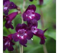 Plant Theory Pensham Plum Jerkum Beard Tongue Perennials Flowering Plants Penstemon 2L Pot