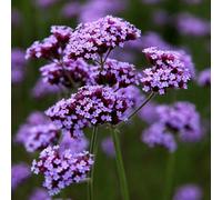 Plant Theory Perennials Flowering Plants Verbena Bonariensis 2L Pot