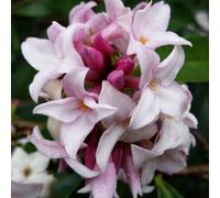Plant Theory Perfume Princess Daphne Outdoor Shrub Plant Daphne Garden Plants 13Cm Pot