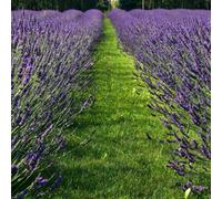 Plant Theory Phenomenal Lavender Outdoor Shrub Plant Lavandula X Intermedia 2L Pot