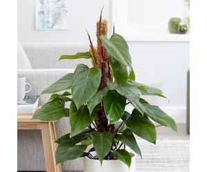 Plant Theory Philodendron Erubescens Red Emerald 19Cm Pot 70Cm Tall Moss Pole