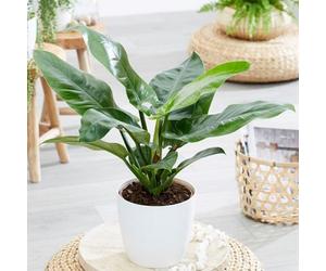 Plant Theory Philodendron Imperial Green Indoor House Foliage 60Cm Plant 19Cm Pot