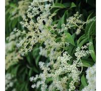 Plant Theory Pileostegia Climbing Hydrangea White Vine Climbing Plant 60Cm Cane 3L Pot