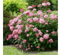 Plant Theory Pink Annabelle Sevenbark Shrub Plant Hydrangea Arborescens 3L Pot