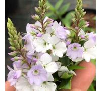 Plant Theory Pink Avalanche Parahebe Shrub Plant Parahebe Catarractae 2L Pot in Green Plant Theory Green