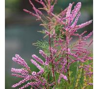 Plant Theory Pink Cascade Tamarisk Outdoor Shrub Plant Tamarix Ramosissima 2L Pot