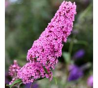 Plant Theory Pink Delight Butterfly Bush Outdoor Shrub Plant Buddleja 2L Pot