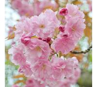 Plant Theory Pink Perfection Flowering Cherry Blossom Tree Outdoor Prunus Bare Root 1.2m in Green Plant Theory Green