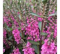 Plant Theory Pink Pixie Shrubby Veronica Outdoor Shrub Plant Veronica 2L Pot