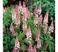 Plant Theory Pink Skyrocket Foam Flower Perennials Flowering Plants Tiarella 2L Pot