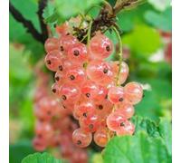 Plant Theory Pinkcurrant Gloire De Sablons Fruit Bush Ribes Rubrum Shrub Plant 3L Pot
