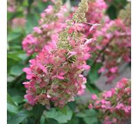 Plant Theory Pinky-Winky Outdoor Shrub Plant Hydrangea Paniculata Flowering Plants 2L Pot in Green Plant Theory Green