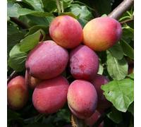 Plant Theory Plum Victoria Fruiting Outdoor Fruit Tree 12L Pot Sja Rootstock 1.5M