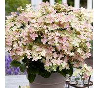Plant Theory Polestar Outdoor Shrub Plant Hydrangea Paniculata Flowering Garden Plant 2L Pot