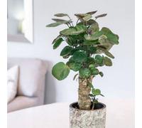 Plant Theory Polyscias Fabian Aralia 45Cm Indoor Houseplant Low Light 12Cm Pot