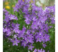 Plant Theory Prichard's Variety Milky Bellflower Perennials Flowering Plants Campanula 2L Pot
