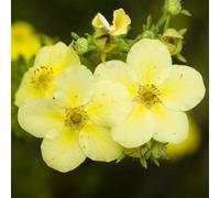 Plant Theory Primrose Beauty Shrubby Cinquefoil Shrub Plant Potentilla Fruticosa 2L Pot