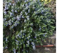 Plant Theory Prostratus Group Rosemary Shrub Plant Rosmarinus Officinalis 2L Pot in Green Plant Theory Green