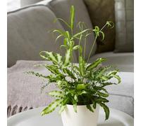 Plant Theory Pteris Nipponica White Striped Cretan Brake Pteris Cretica Albolineata 30Cm Indoor Plant 12Cm Pot