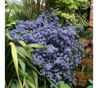 Plant Theory Puget Blue Californian Lilac Outdoor Shrub Plant Ceanothus 2L Pot