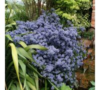 Plant Theory Puget Blue Californian Lilac Outdoor Shrub Plant Ceanothus 2L Pot in Green Plant Theory Green
