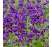 Plant Theory Purple Rain Balkan Clary Meadow Sage Perennials Flowering Plants Salvia 2L Pot in Green Plant Theory Green