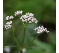 Plant Theory Purple Top Valerian Perennials Flowering Plants Valeriana Officinalis 2L Pot