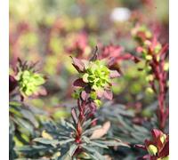 Plant Theory Purpurea Wood Spurge Perennials Flowering Plants Euphorbia Amygdaloides 2L Pot