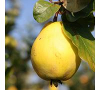 Plant Theory Quince Champion Fruiting Outdoor Fruit Tree 9L Pot QA Rootstock 1m - 1.5m in Green Plant Theory Green