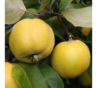 Plant Theory Quince Serbian Gold Fruiting Outdoor Fruit Tree 9L Pot QA Rootstock 1m - 1.5m in Green Plant Theory Green