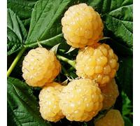 Plant Theory Raspberry All Gold Autumn Fruiting Bush Rubus Berry Shrub Plant 5 X Bare Root