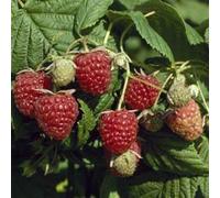 Plant Theory Raspberry Autumn Bliss Autumn Fruiting Bush Rubus Shrub Plant 5 x Bare Root in Green Plant Theory Green