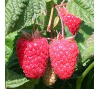 Plant Theory Raspberry Cascade Delight Fruit Bush Rubus Summer Fruiting Plant 5 X Bare Root