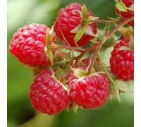 Plant Theory Raspberry Glen Ample Summer Fruiting Bush Rubus Berry Shrub Plant 5 X Bare Root