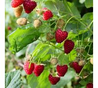 Plant Theory Raspberry Malling Jewel Fruit Bush Summer Fruiting Berry Plant 5 X Bare Root