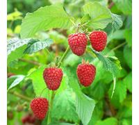 Plant Theory Raspberry Malling Promise Fruit Bush Early Summer Fruiting Plant 5 X Bare Root