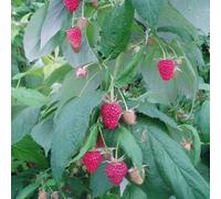 Plant Theory Raspberry Polka Fruit Bush Rubus Fruiting Berry Shrub Plant 5 X Bare Root Cane