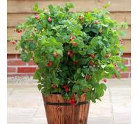 Plant Theory Raspberry Ruby Beauty Fruit Bush Rubus Fruiting Berry Shrub Plant 2L Pot in Green Plant Theory Green