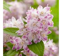 Plant Theory Raspberry Sundae Deutzia Outdoor Shrub Plant Deutzia Garden Plants 2L Pot