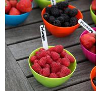 Plant Theory Raspberry Tulameen Fruit Bush Rubus Fruiting Berry Shrub Plant 5 X Bare Root