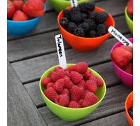 Plant Theory Raspberry Tulameen Fruit Bush Rubus Fruiting Berry Shrub Plant 5 x Bare Root in Green Plant Theory Green