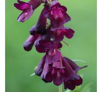 Plant Theory Raven Beard Tongue Perennials Flowering Plants Penstemon 2L Pot