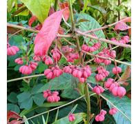 Plant Theory Red Cascade Spindle Outdoor Shrub Plant Euonymus Europaeus 2L Pot