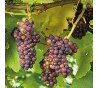 Plant Theory Red Grape Crimson Seedless Fruit Bush Vitis Vinifera Shrub Plant 3L Pot 60cm in Green Plant Theory Green
