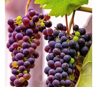 Plant Theory Red Grape Einset Seedless Fruit Bush Vitis Vinifera Shrub Plant 2L Pot 60cm in Green Plant Theory Green