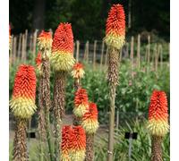 Plant Theory Red Hot Poker Perennials Flowering Plants Kniphofia Uvaria 2L Pot