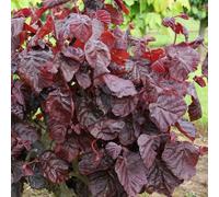 Plant Theory Red Majestic Hazel Tree Outdoor Ornamental Corylus Avellana 9L Pot 1.2m - 1.5m in Green Plant Theory Green