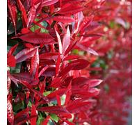 Plant Theory Red Robin Photinia Shrub Plant Photinia X Fraseri 12L Pot 100 - 125Cm